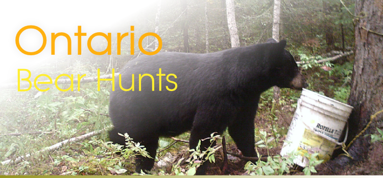 Bear Hunts
