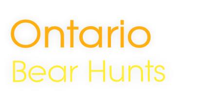 Bear Hunts
